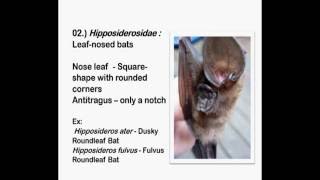 Bats Six Famillies Of Microchiroptera ...