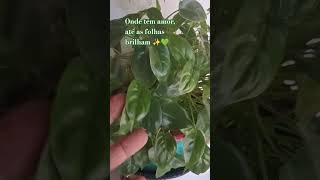 Meu filodendro dando um show de vida 💚 #filodendro #plantasemvasos