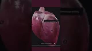 Parts of the heart #medicine