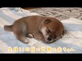 【生後26日目の豆柴の赤ちゃん】豆柴サニーちゃんの妹ちゃんです #3