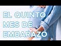 El quinto mes de embarazo | Así crece tu bebé, así cambia tu cuerpo 🤰