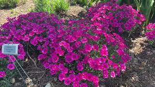 Proven Winners Perennial Trial Garden Tour at Walters Gardens