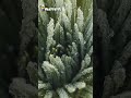 El Frailejón