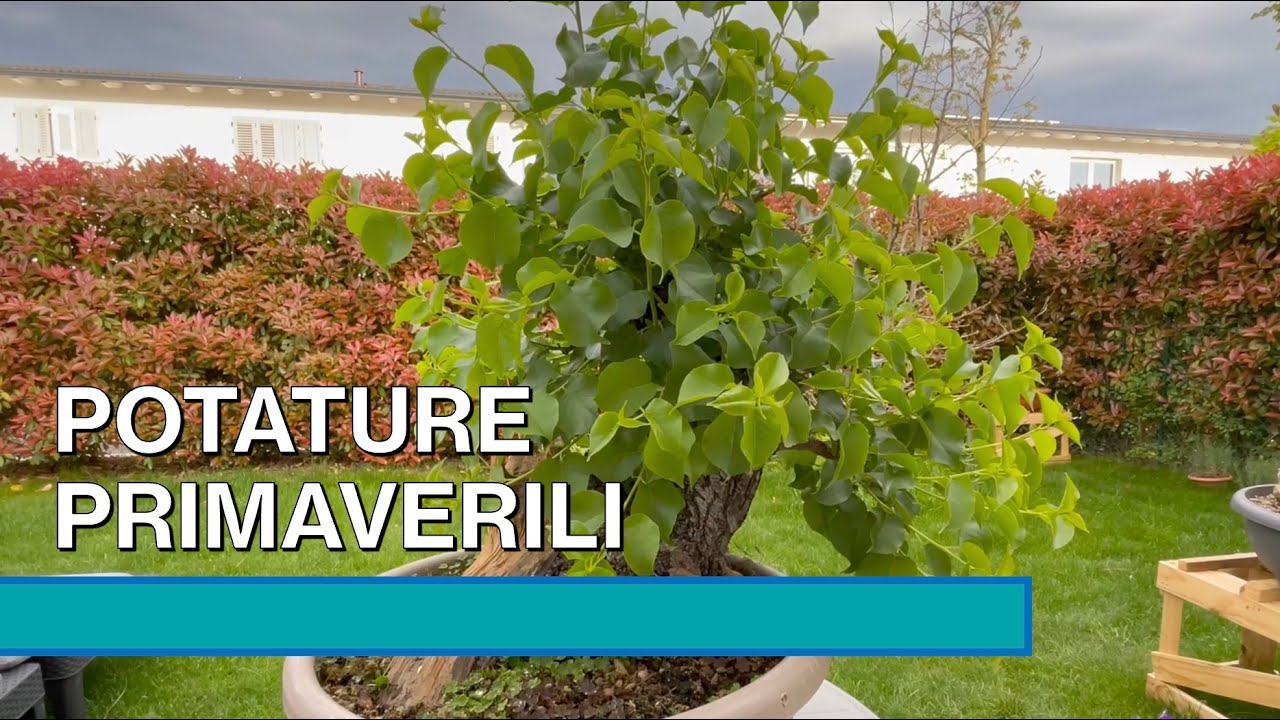 PRIME POTATURE PRIMAVERILI - Sistemo prunus mahaleb e olmo