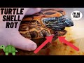 HELP With TURTLE SHELL ROT | How to Prevent and Treat It!