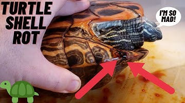 HELP With TURTLE SHELL ROT | How to Prevent and Treat It!