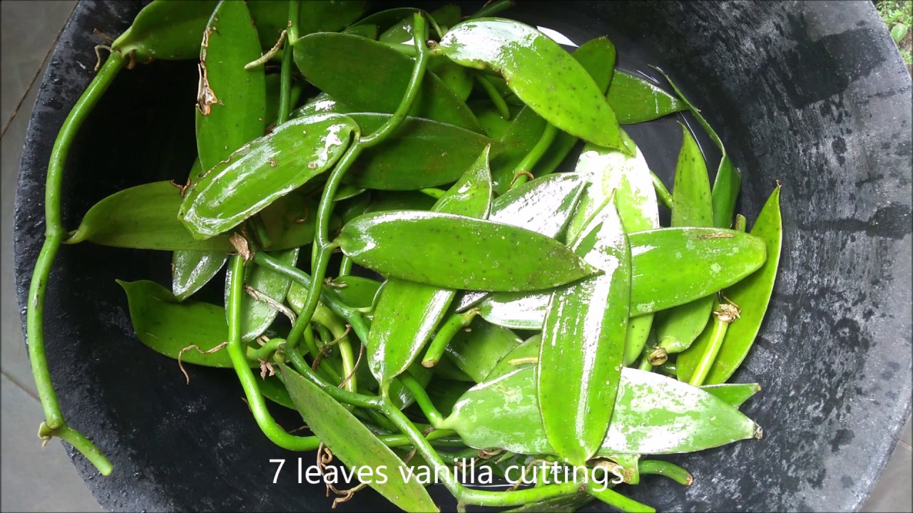 Planting vanilla cuttings YouTube