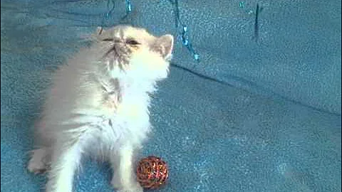 Video 10553761: eyed white persian kitten, persian kitten blue eyes