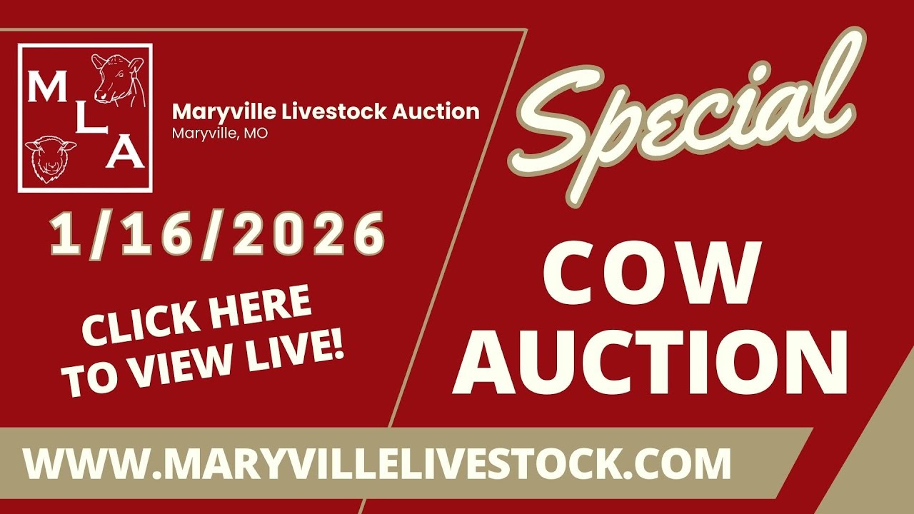 1/16/2026 - Special Cow Auction - Maryville Livestock Auction