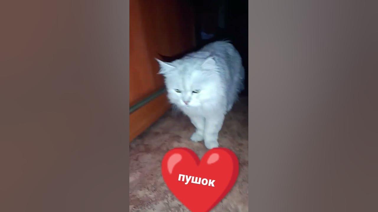 пушок - YouTube