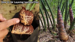 How to Air Layering bamboo