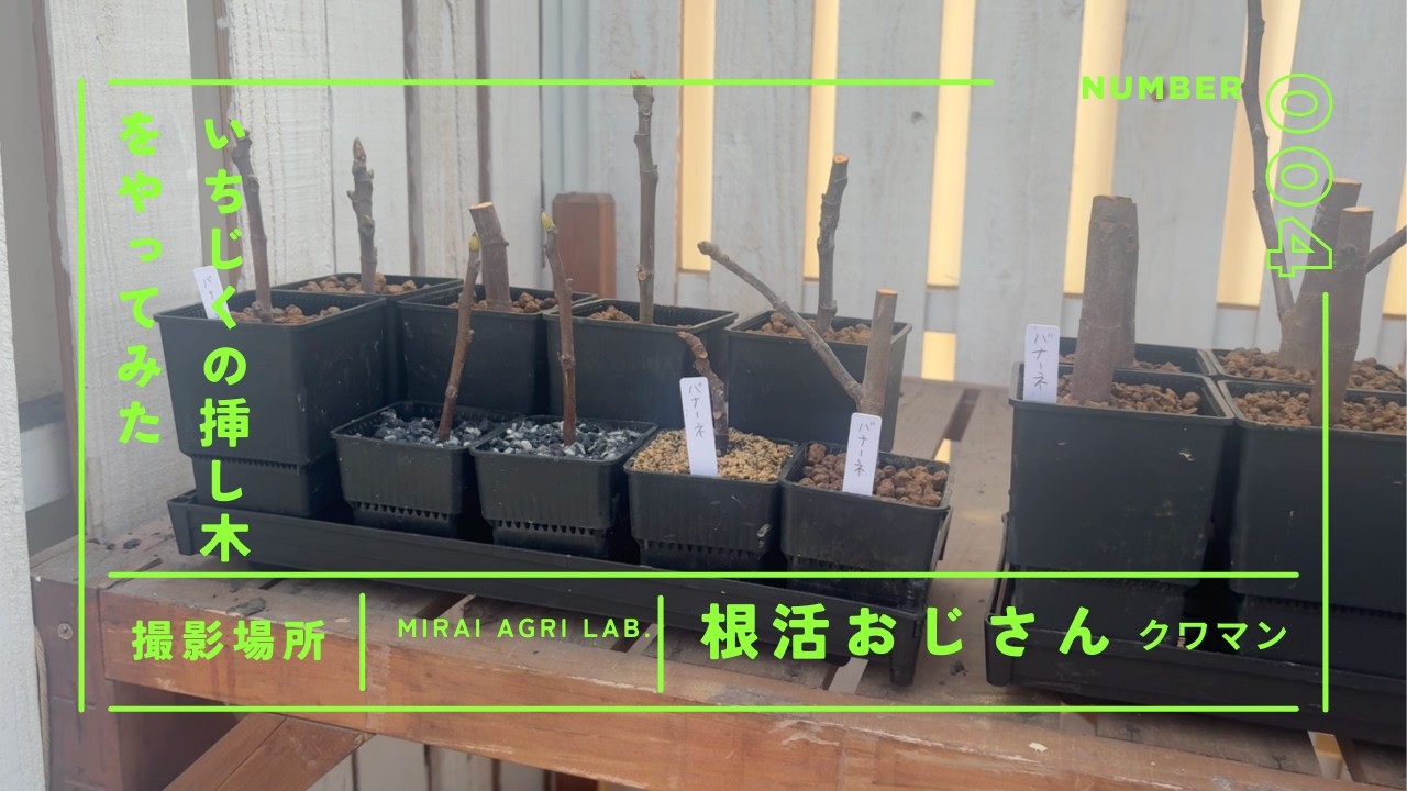 多品種イチジクの挿し木実験＆マニア必見の灌水設備（タイマー・ポンプ