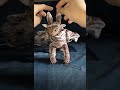 #nightfury #lightfury #howtotrainyourdragon #dragon #arttoy #artdoll #toy #toys #handmade #httyd