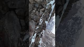 Hidden in plain sight 👀 #Shorts #Animals #Wildlife