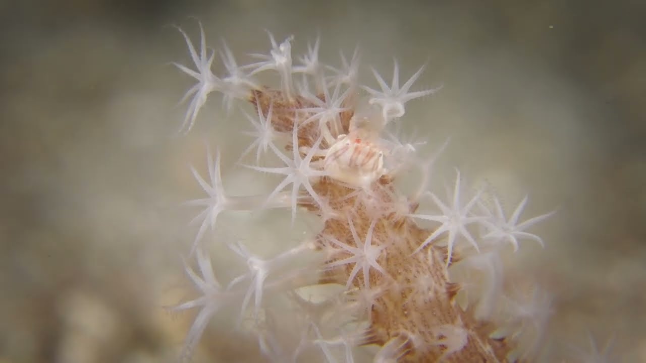 Day 1 - Lembeh Straight Muck Diving - White Sands Resort - Eco Divers