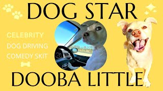 Happy Dog Reaction when Driving with HUMANS