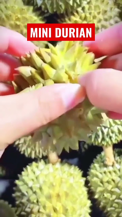 MINI DURIAN,BELAH DUREN,DURIAN #foryou #shorts #video #viral #trending #tiktok #viralvideo #1mviews