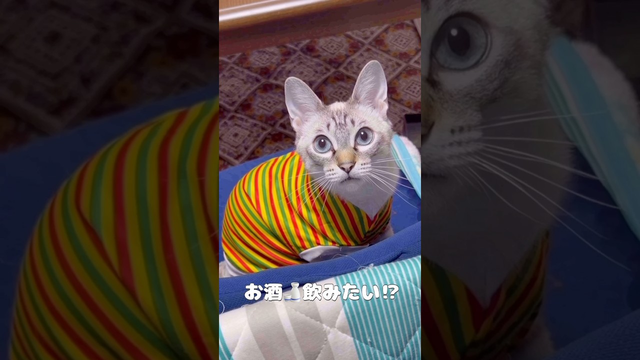 猫は大人でもミルクが好きにゃ〜Cats prefer milk to alcohol