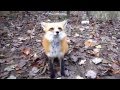 Вы знали что лисы мяукают? | Fox the cat Милая лисица.