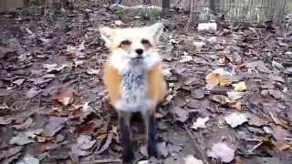 Вы знали что лисы мяукают? | Fox the cat Милая лисица.