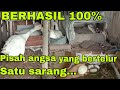 Supaya pengeraman maksimal...Cara memisahkan dua induk angsa yang bertelur disatu sarang