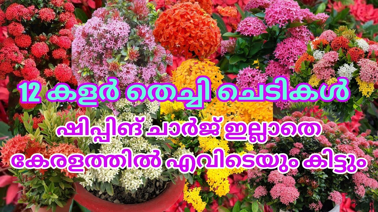 🔥🌺📦12 കളർ തെച്ചി ചെടികൾ ചെറിയ വിലയിൽ കേരളത്തിൽ എവിടെയും ഷിപ്പിംഗ് ചാർജ് ഇല്ലാതെ വാങ്ങാം#reels #viral