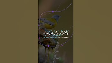 Surah Al-An'am (سورة الأنعام) 38 Verse