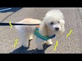 散歩中にビビって立ち止まる犬　【トイプードル】　　PDS