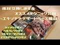 床材交換します&オススメテクニック公開！　〜エキゾテラ・デザートベース粗目〜