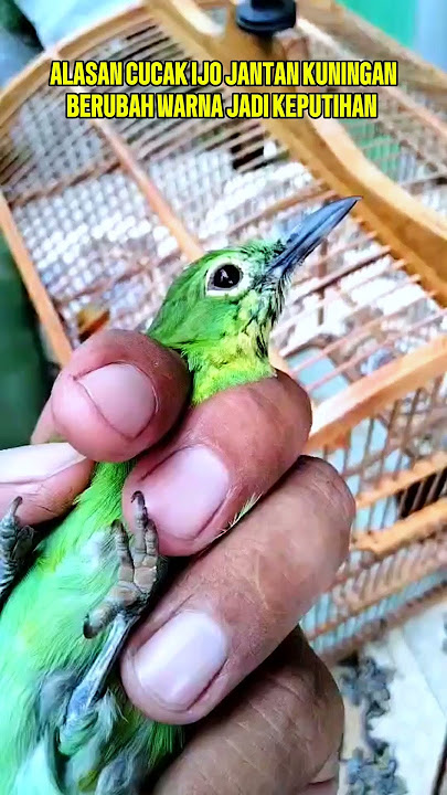 The reason why male green yellow cucak birds change color #cucakijo #kicaumania #male cucakijo