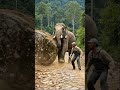 Elephant saves man from rolling rock