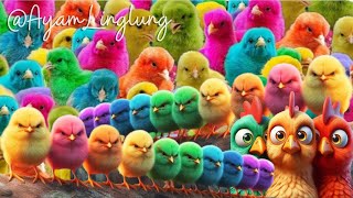 Catch Cute Chickens, Colorful Chickens, Rainbow Chickens, Ducks, Cats, Rabbits, Cute Animals #230