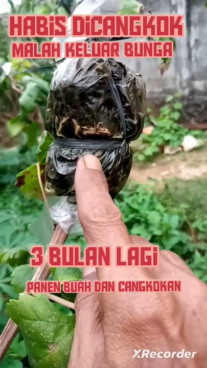 Download lagu inspirasi@pertanian@berkebun @grape@tehnikcangkok@anggurmerah@everest