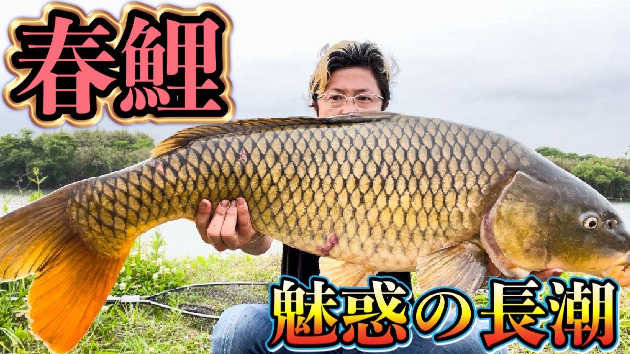 The Fascinating Long Tide] Giant carp suddenly appear! [Spring