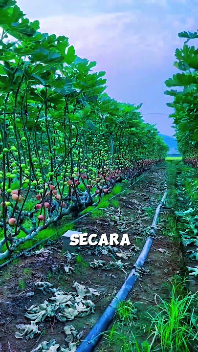 Perkebunan buah tin yang sangat luas di negara Cina untuk keperluan pabrik #shorts #shortvideo