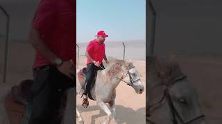Horse Riding In Dubai #Dubai #desertHorseriding #horseriding #horselover #horse