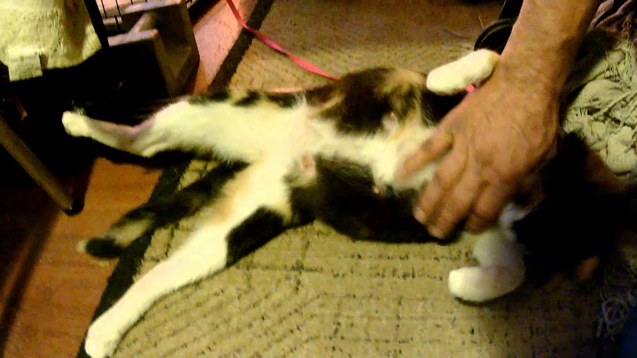 Pregnant Calico Kitten Like Her Belly Rubbed Youtube