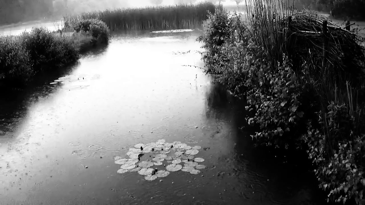 Swamp Blues over Hechtel
