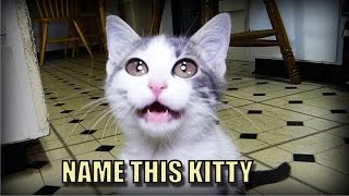 Talking Kitty Cat 46 - Random Needs A Name