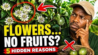 Why Is Your Passion Fruit Not Fruiting 5 Hidden Agronomic Blockbusters part 2 