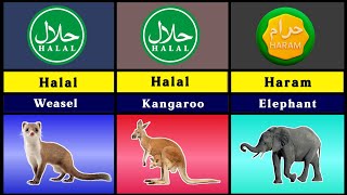 Halal and Haram Meat Of Animals As Defined By Islam