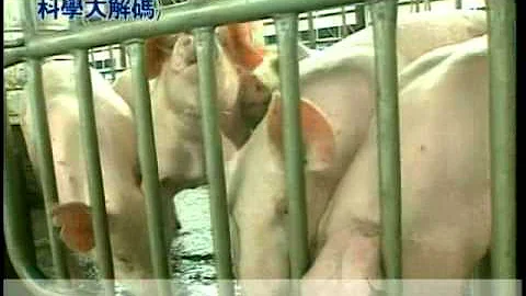 74. 豬器官如何成功移植人體？ - 天天要聞