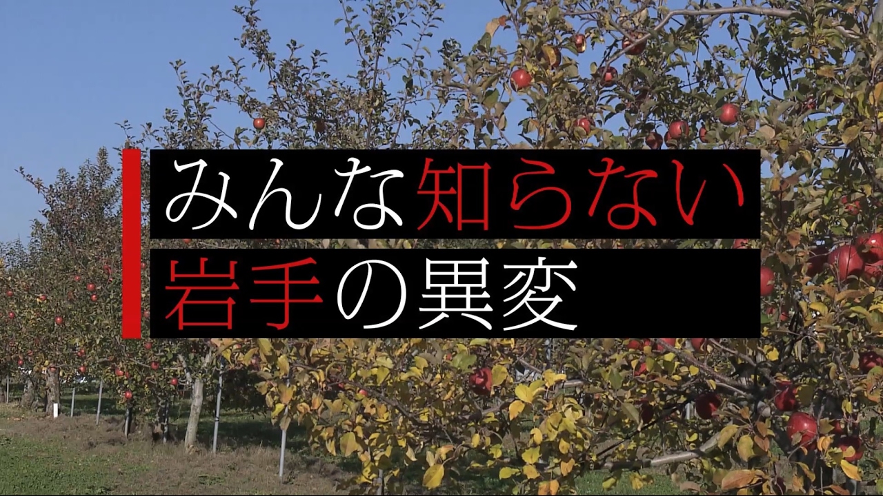 リンゴ産地の北上～みんな知らない岩手の異変～｜COOL CHOICE：岩手県