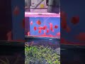 Red arowana vasthu meen  in kolathur aqua star fish aquarium not for sale 🐟🐟🐠🐠🐠