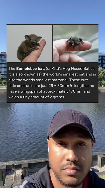 The bumblebee bat, the world’s smallest bat and is also the world‘s smallest mammal.
