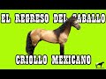 Rescatando al caballo criollo mexicano casi extinto del cerro soy