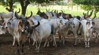 Kankrej cow, original kankrej,pure breed kankrej,guzera,guzerá