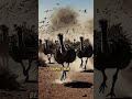 The Great Emu War: When Australia Fought Birds 🐦💥  #historicalfacts #facts #history #scary #ww1 #fyp