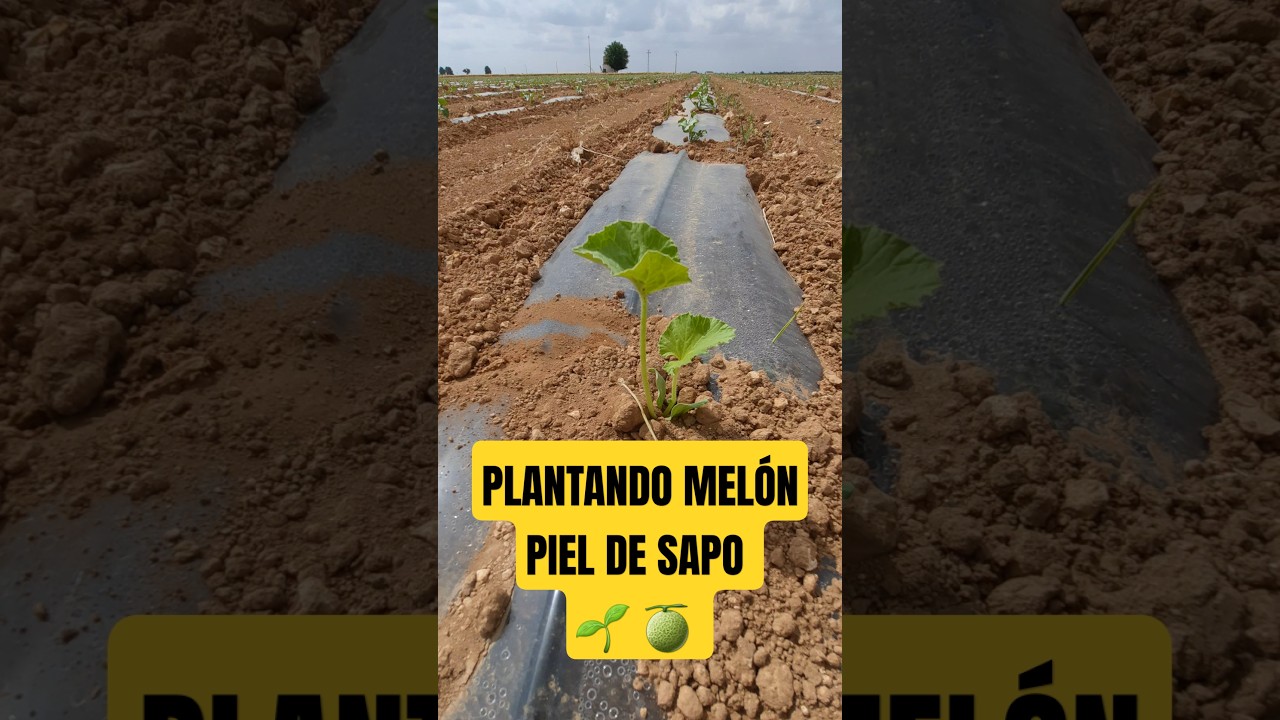 Así replanto plantas de melón 🫳🌱 #campo #farming #agricultura #plantar #melón