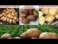 Самый ранний урожайный картофель